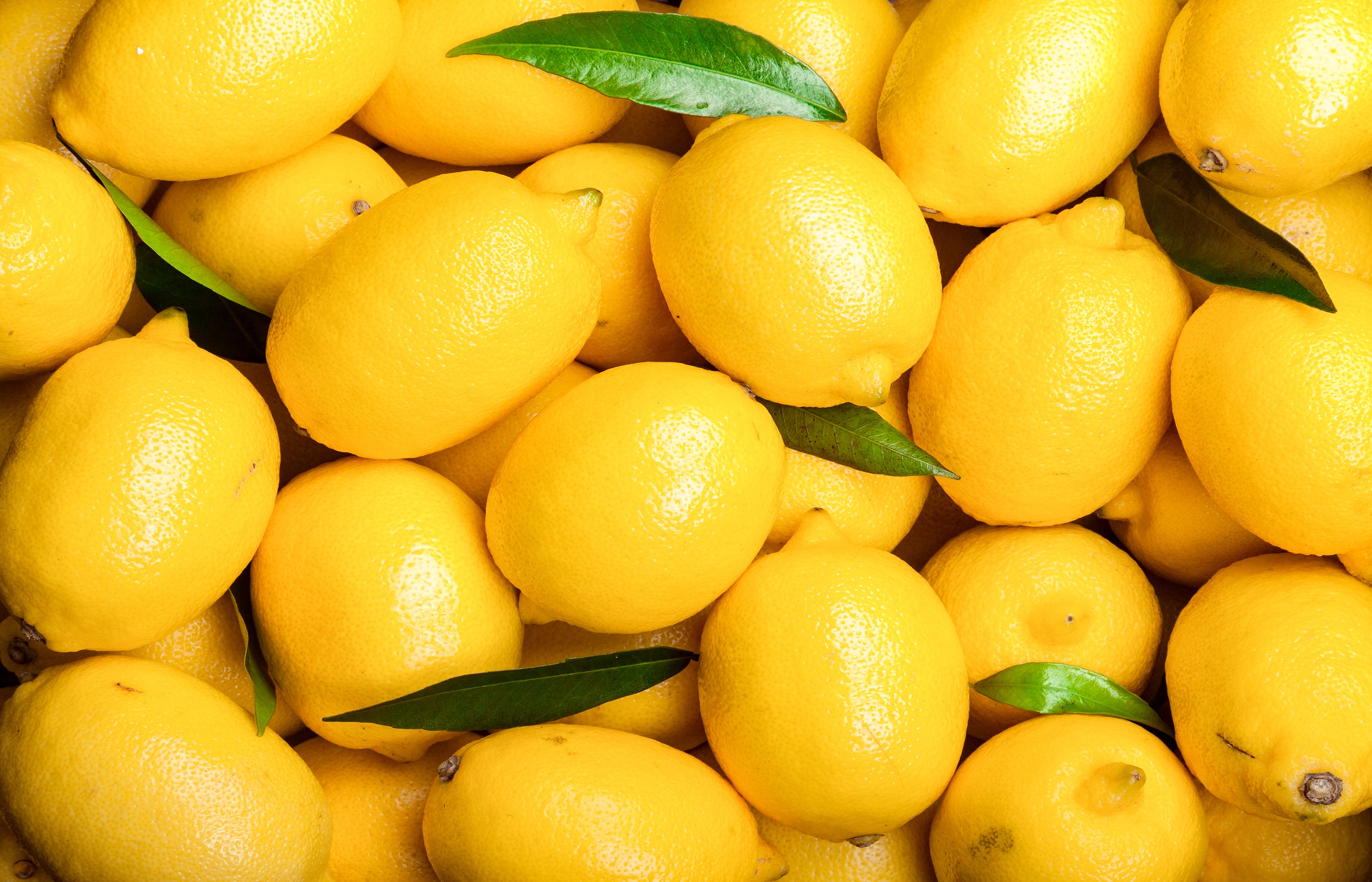 Zitronen – Ewigleben Orangen